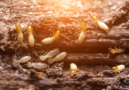 Termite and Pest Protection Annerly